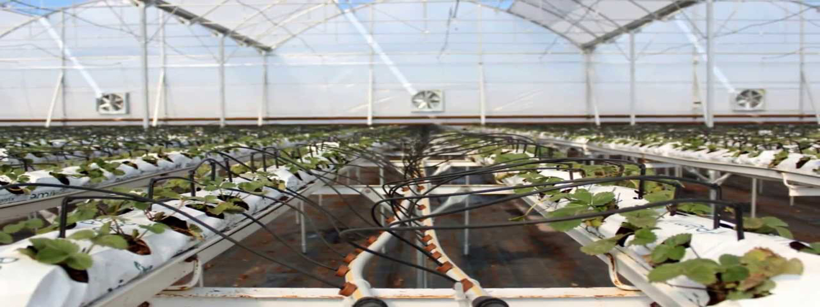 CULTIVATION ENVIRONMENTS